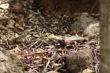 lizard on the ground