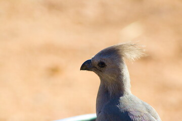 Close up of go away bird