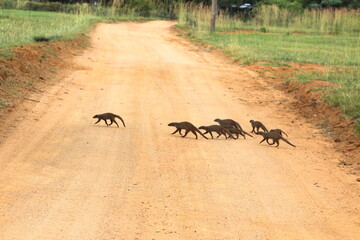 Mogoose crossing the road