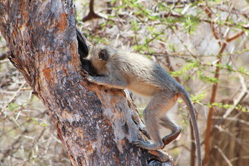 Monkey looking for food