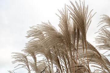 Pampas grass on the lake, reed layer, reed seeds. Golden reeds on the lake sway in the wind against the blue sky. Abstract natural background.	
