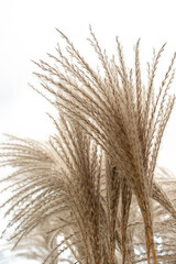 Pampas grass on the lake, reed layer, reed seeds. Golden reeds on the lake sway in the wind against the blue sky. Abstract natural background.	
 - obrazy, fototapety, plakaty