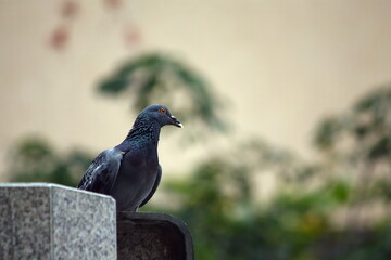 Pigeon carries food in its mouth It's on the left side of the picture. bird's head looking to the right The background is blurry trees. focus only on the bird's head Image has empty space on the right