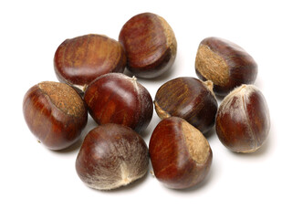 chestnut on a white background