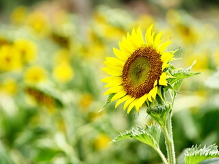 A sunflower facing left on the right side of the picture Left empty space, blurry background, focus only on flower.