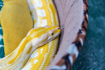 A beautiful human-raised golden python curled up in its cushioned mattress. Focus only on the snake's head