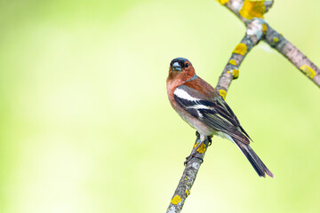 Common chaffinch-Songbird of the finch family.
