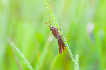 Grasshopper close-up sitting on the grass.