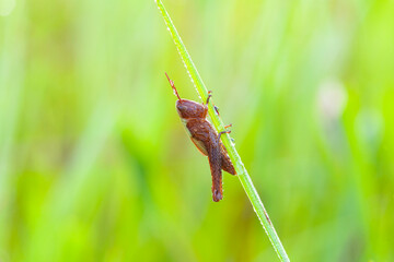 Grasshopper close-up sitting on the grass.