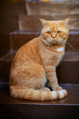 Ginger British cat close-up. Resting in the country.