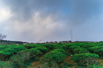Fototapeta premium Misty view with wind power on tea hill at Cau Dat, Dalat, Vietnam, morning scenery on the hillside of tea planted in the misty highlands below the beautiful valley.