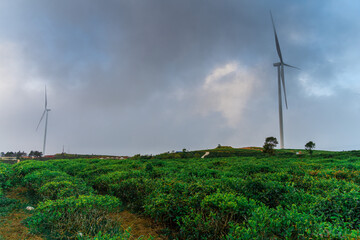 Fototapeta premium Misty view with wind power on tea hill at Cau Dat, Dalat, Vietnam, morning scenery on the hillside of tea planted in the misty highlands below the beautiful valley.