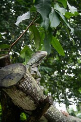 lizard on a tree