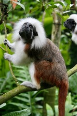 black and white lemur
