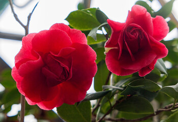 red camellia in garden
