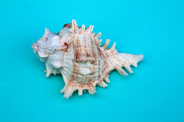 Obraz na płótnie Canvas seashells, seashells on the background, background, place for text