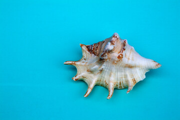 seashells, seashells on the background, background, place for text