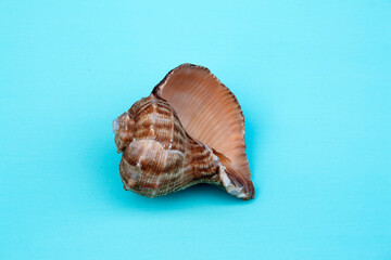 seashells, seashells on the background, background, place for text