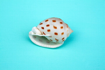 seashells, seashells on the background, background, place for text
