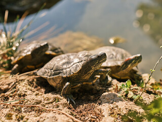 cute turtles in a lake