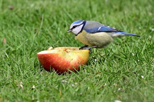 Eine Blaumeise (Cyanistes caeruleus) pickt an einem Apfel.
