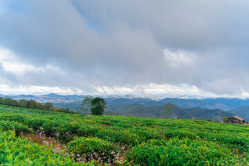 Fototapeta na wymiar Misty view on tea hill at Cau Dat, Dalat, Vietnam, morning scenery on the hillside of tea planted in the misty highlands below the beautiful valley.