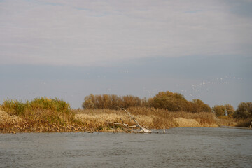Volga, delta of river