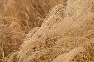 Pampas grass on the lake, reed layer, reed seeds. Golden reeds on the lake sway in the wind against the blue sky. Abstract natural background.	
