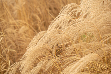 Pampas grass on the lake, reed layer, reed seeds. Golden reeds on the lake sway in the wind against the blue sky. Abstract natural background.	
