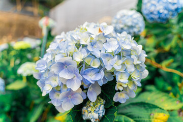 Hydrangea flowers are blooming in Da Lat garden. This is a place to visit ecological tourist garden...