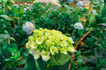 Hydrangea flowers are blooming in Da Lat garden. This is a place to visit ecological tourist garden attracts other tourism to the highlands Vietnam. Nature and travel concept.
