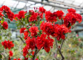 red flowers of Azaleas in the garden