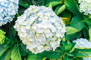 Hydrangea flowers are blooming in Da Lat garden. This is a place to visit ecological tourist garden attracts other tourism to the highlands Vietnam. Nature and travel concept.
