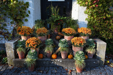 Decorative shabby Chic  autumn fall display with terracotta pots and Chrysanthemums, cabbages and...