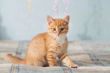 Red cute playing kitten. Portrait