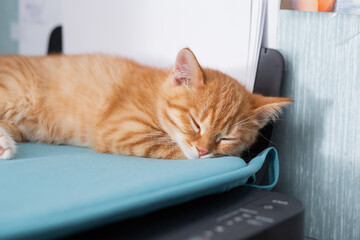 Red cute sleeping kitten