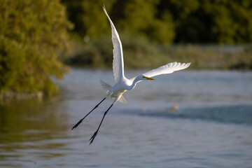 Great White Egret (Great White Heron) in the Mangrove Park in Abu Dhabi, United Arab Emirates 
