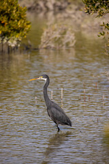 Western Reef Heron hunting for food in the Mangrove Park in Abu Dhabi, United Arab Emirates