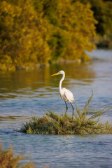Great White Egret (Great White Heron) in the Mangrove Park in Abu Dhabi, United Arab Emirates 