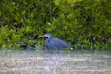 Western Reef Heron hunting for food in the Mangrove Park in Abu Dhabi, United Arab Emirates