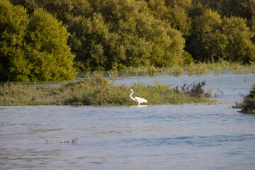 Great White Egret (Great White Heron) in the Mangrove Park in Abu Dhabi, United Arab Emirates 