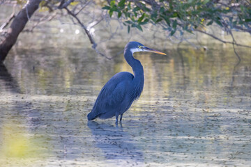 Western Reef Heron hunting for food in the Mangrove Park in Abu Dhabi, United Arab Emirates
