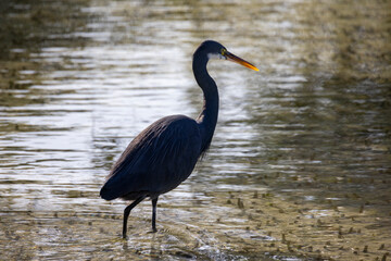 Western Reef Heron hunting for food in the Mangrove Park in Abu Dhabi, United Arab Emirates