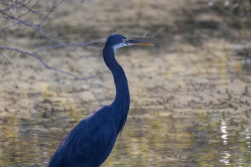 Western Reef Heron hunting for food in the Mangrove Park in Abu Dhabi, United Arab Emirates