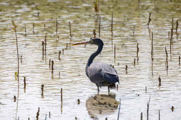 Western Reef Heron hunting for food in the Mangrove Park in Abu Dhabi, United Arab Emirates