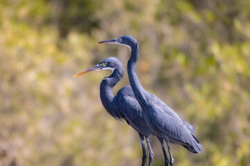 Western Reef Heron perched on a hand rail in the Mangrove Park are in Abu Dhabi, United Arab Emirates