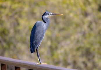 Western Reef Heron perched on a hand rail in the Mangrove Park are in Abu Dhabi, United Arab...