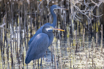 Western Reef Heron hunting for food in the Mangrove Park in Abu Dhabi, United Arab Emirates