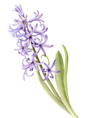 Fototapeta premium Purple spring flower hyacinth. Watercolor illustration of a delicate bright hyacinth flower with leaves.
