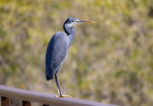 Western Reef Heron perched on a hand rail in the Mangrove Park are in Abu Dhabi, United Arab Emirates